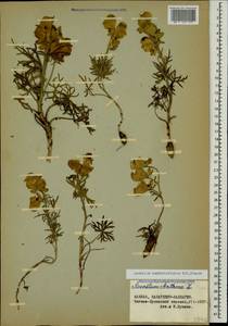 Aconitum confertiflorum (DC.) Gáyer, Caucasus, Stavropol Krai, Karachay-Cherkessia & Kabardino-Balkaria (K1b) (Russia)