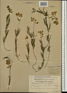 Lathyrus pallescens (M.Bieb.) K.Koch, Crimea (KRYM) (Russia)