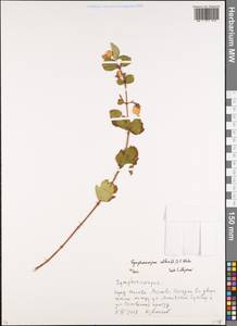 Symphoricarpos albus (L.) C. Koch, Eastern Europe, Moscow region (E4a) (Russia)