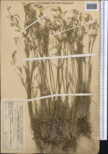 Piptatherum songaricum (Trin. & Rupr.) Roshev., Middle Asia, Western Tian Shan & Karatau (M3) (Kazakhstan)
