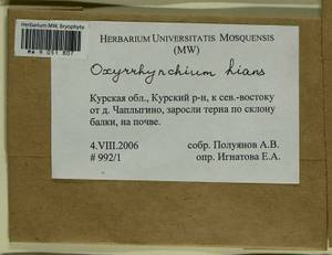 Oxyrrhynchium hians (Hedw.) Loeske, Bryophytes, Bryophytes - Central forest-and-steppe region (B10) (Russia)