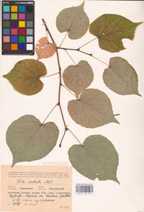 Tilia cordata Mill., Eastern Europe, Central forest-and-steppe region (E6) (Russia)