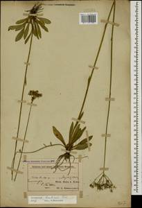 Pilosella leptophyton subsp. leptophyton, Caucasus, Azerbaijan (K6) (Azerbaijan)