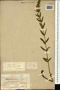 Lythrum salicaria L., Caucasus, Armenia (K5) (Armenia)