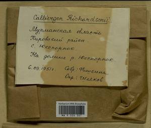 Calliergon richardsonii (Mitt.) Kindb. ex G. Roth, Bryophytes, Bryophytes - Karelia, Leningrad & Murmansk Oblasts (B4) (Russia)