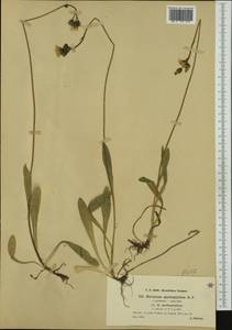 Pilosella floribunda (Wimm. & Grab.) Fr., Western Europe (EUR) (Czech Republic)
