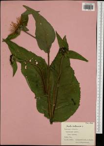 Inula helenium L., Eastern Europe, Central region (E4) (Russia)