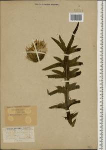 Lophiolepis serrulata (M. Bieb.) Del Guacchio, Bures, Iamonico & P. Caputo, Caucasus, Krasnodar Krai & Adygea (K1a) (Russia)