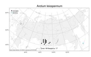 Arctium leiospermum Juz. & Ye. V. Serg., Atlas of the Russian Flora (FLORUS) (Russia)