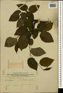 Carpinus betulus L., Caucasus, Azerbaijan (K6) (Azerbaijan)