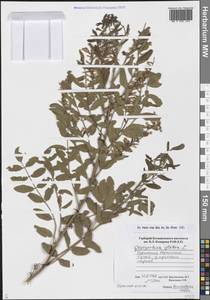 Glycyrrhiza glabra L., Middle Asia, Karakum (M6) (Turkmenistan)