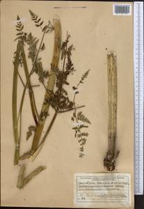 Conioselinum tataricum Hoffm., Middle Asia, Western Tian Shan & Karatau (M3) (Kazakhstan)