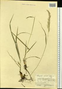 Calamagrostis arundinacea (L.) Roth, Siberia, Russian Far East (S6) (Russia)