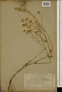 Crepis foetida subsp. rhoeadifolia (M.Bieb.) Čelak., Caucasus, Armenia (K5) (Armenia)