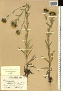 Carlina biebersteinii subsp. brevibracteata (Andrae) K. Werner, Eastern Europe, Central region (E4) (Russia)