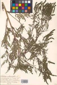 Ambrosia artemisiifolia L., Eastern Europe, Moscow region (E4a) (Russia)