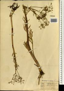 Cicuta virosa L., Mongolia (MONG) (Mongolia)