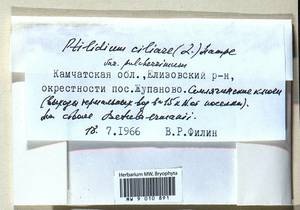 Ptilidium ciliare (L.) Hampe, Bryophytes, Bryophytes - Chukotka & Kamchatka (B21) (Russia)