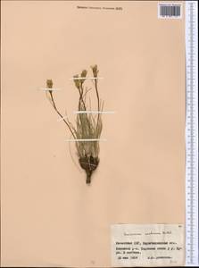 Takhtajaniantha austriaca (Willd.) Zaika, Sukhor. & N.Kilian, Middle Asia, Northern & Central Kazakhstan (M10) (Kazakhstan)
