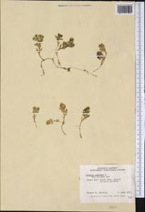 Honckenya peploides, America (AMER) (Canada)