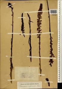 Pedicularis incarnata L., Siberia (no precise locality) (S0) (Russia)