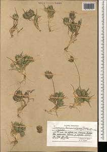 Eremopyrum bonaepartis (Spreng.) Nevski, South Asia, South Asia (Asia outside ex-Soviet states and Mongolia) (ASIA) (Afghanistan)