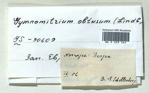Gymnomitrion obtusum Lindb., Bryophytes, Bryophytes - Western Europe (BEu) (Norway)