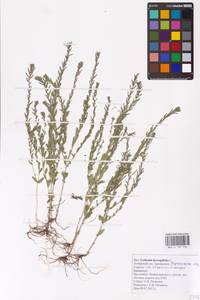 Lythrum hyssopifolia L., Eastern Europe, Central forest-and-steppe region (E6) (Russia)