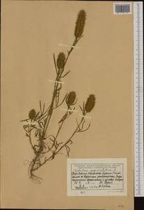 Trifolium angustifolium L., Western Europe (EUR) (Albania)