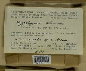 Hygrohypnella ochracea (Turner ex Wilson) Ignatov & Ignatova, Bryophytes, Bryophytes - Permsky Krai, Udmurt Republic, Sverdlovsk & Kirov Oblasts (B8) (Russia)