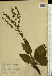 Verbascum marschallianum Ivanina & Tzvelev, Eastern Europe, Central forest-and-steppe region (E6) (Russia)