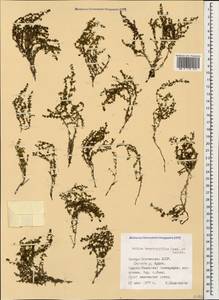 Galium brachyphyllum Schult. & Schult.f., Caucasus, North Ossetia, Ingushetia & Chechnya (K1c) (Russia)