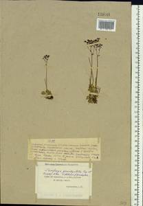 Micranthes calycina (Sternb.) Gornall & H.Ohba, Siberia, Chukotka & Kamchatka (S7) (Russia)