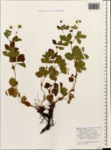 Potentilla elatior Willd. ex Schltdl., Caucasus, Krasnodar Krai & Adygea (K1a) (Russia)