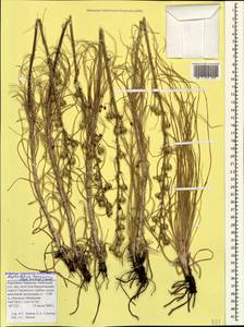 Asphodeline taurica (Pall. ex M.Bieb.) Endl., Caucasus, Stavropol Krai, Karachay-Cherkessia & Kabardino-Balkaria (K1b) (Russia)