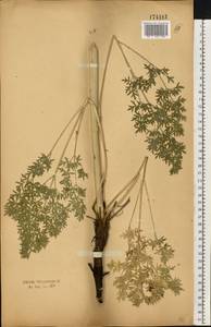 Xanthoselinum alsaticum (L.) Schur, Eastern Europe, Central forest-and-steppe region (E6) (Russia)