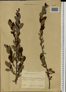 Salix aurita × starkeana × myrtilloides, Eastern Europe, Central region (E4) (Russia)