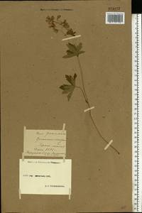 Geranium sylvaticum L., Eastern Europe, Moscow region (E4a) (Russia)