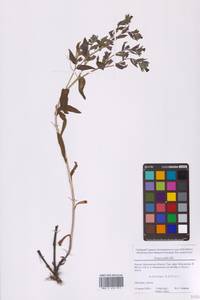 Nonea pulla (L.) DC., Eastern Europe, Moscow region (E4a) (Russia)