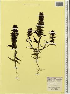 Melampyrum arvense L., Caucasus, Krasnodar Krai & Adygea (K1a) (Russia)