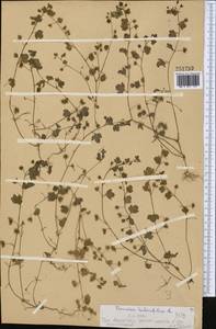 Veronica hederifolia L., Middle Asia, Western Tian Shan & Karatau (M3) (Kazakhstan)
