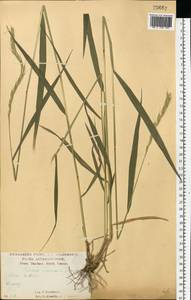 Elymus caninus (L.) L., Eastern Europe, Central forest-and-steppe region (E6) (Russia)