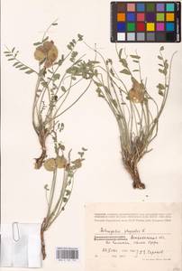Astragalus physodes L., Eastern Europe, Lower Volga region (E9) (Russia)