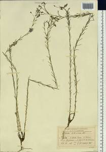 Linum perenne subsp. perenne, Siberia, Baikal & Transbaikal region (S4) (Russia)