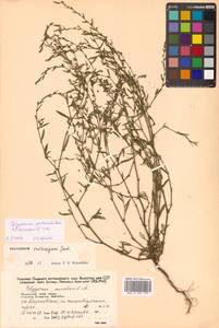 Polygonum aviculare L., Siberia, Russian Far East (S6) (Russia)