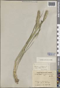 Hordeum bulbosum L., Middle Asia, Western Tian Shan & Karatau (M3) (Kazakhstan)