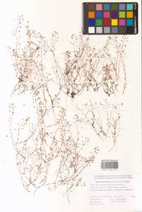 Hornungia procumbens (L.) Hayek, Eastern Europe, Lower Volga region (E9) (Russia)