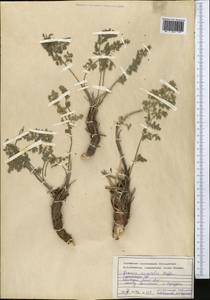 Zosima absinthifolia (Vent.) Link, Middle Asia, Kopet Dag, Badkhyz, Small & Great Balkhan (M1) (Turkmenistan)