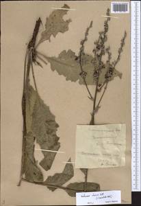 Verbascum chaixii Vill., Eastern Europe, Lower Volga region (E9) (Russia)