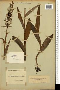 Dactylorhiza urvilleana (Steud.) H.Baumann & Künkele, Caucasus, Black Sea Shore (from Novorossiysk to Adler) (K3) (Russia)